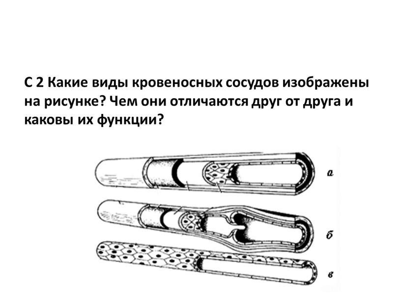 С 2 Какие виды кровеносных сосудов изображены на рисунке?