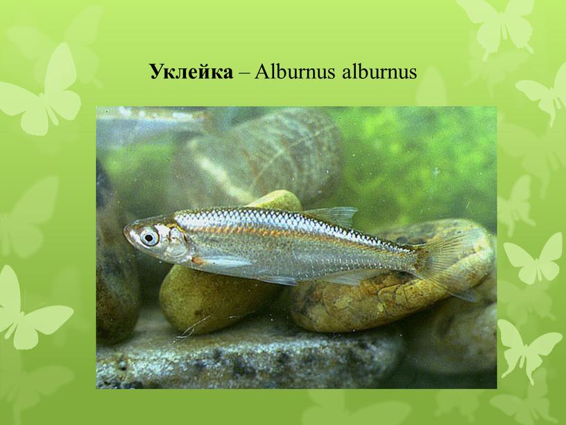 Уклейка – Alburnus alburnus