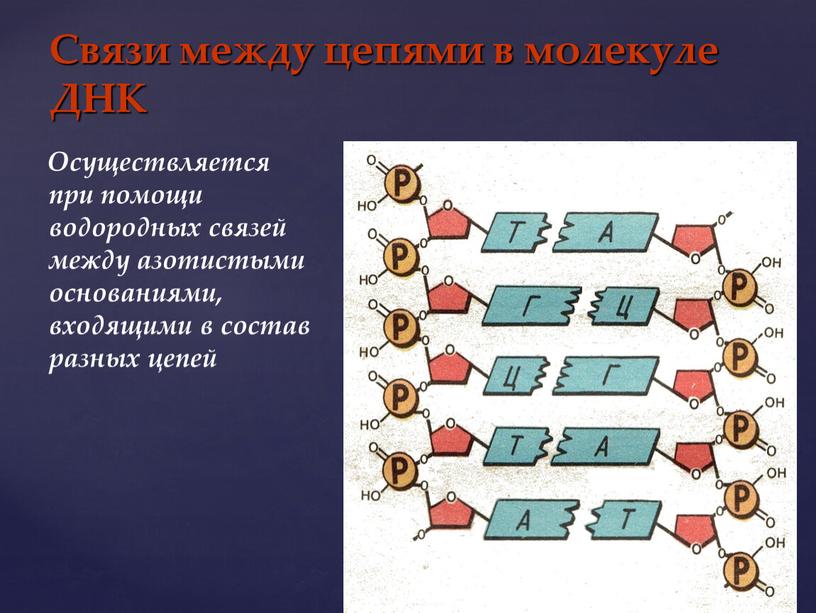 Связи между цепями в молекуле ДНК