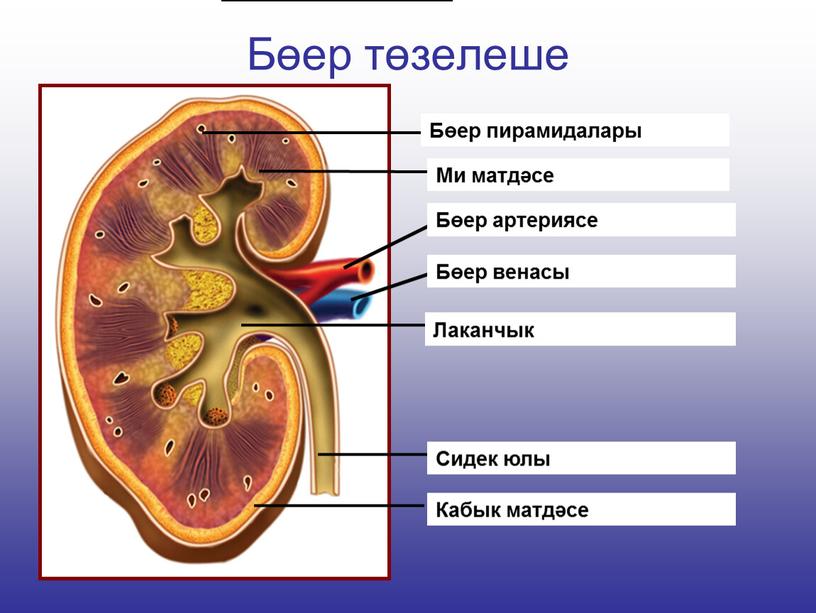 Бөер төзелеше