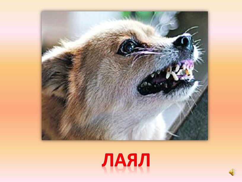 лаял