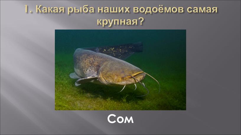 Какая рыба наших водоёмов самая крупная?