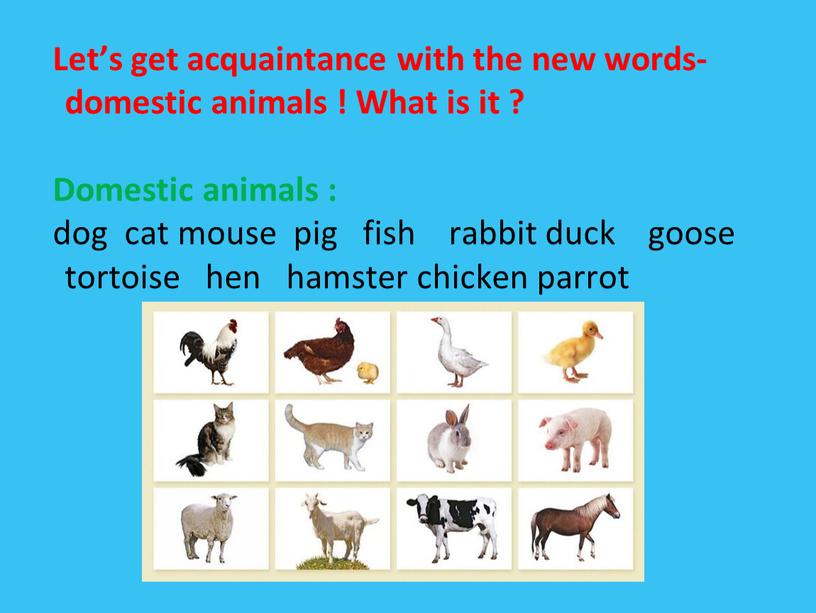 Let’s get acquaintance with the new words-domestic animals !