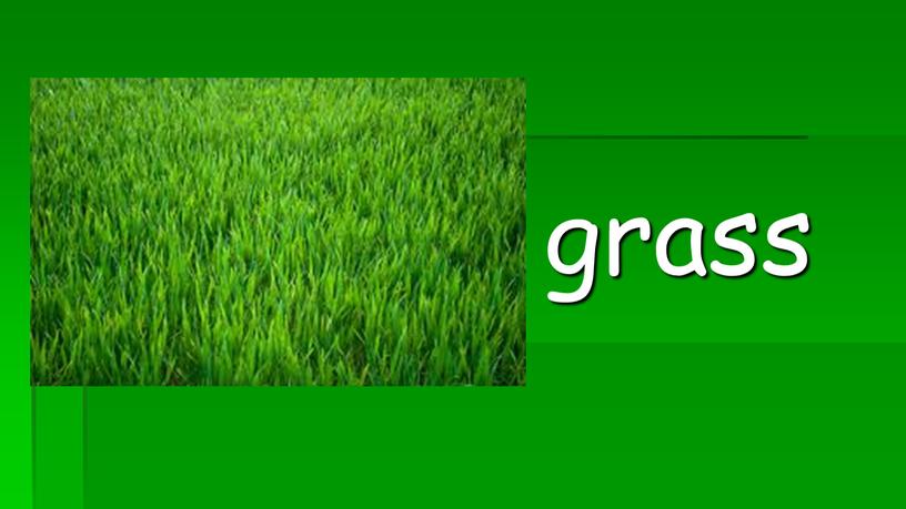 grass