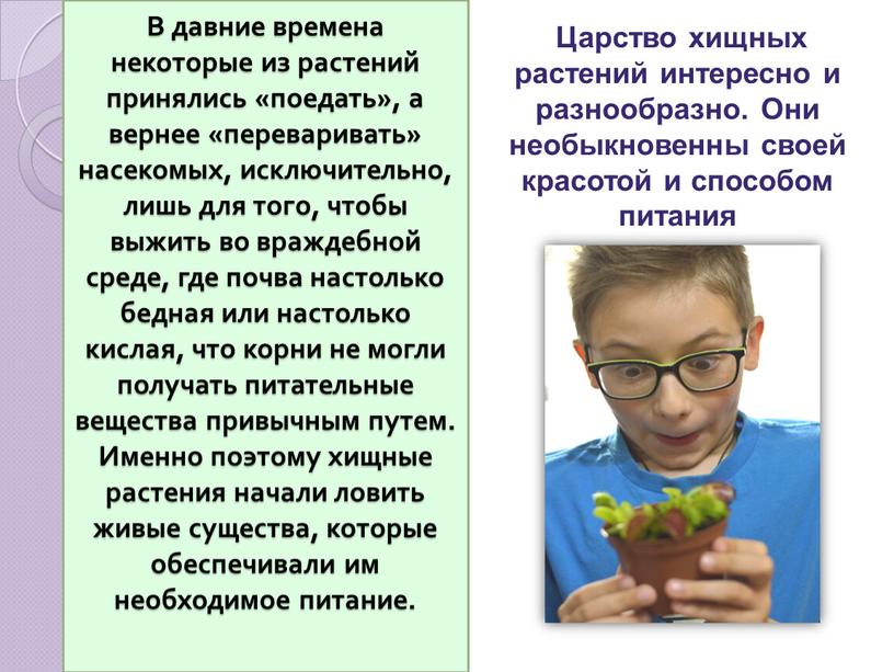 В давние времена некоторые из растений принялись «поедать», а вернее «переваривать» насекомых, исключительно, лишь для того, чтобы выжить во враждебной среде, где почва настолько бедная…