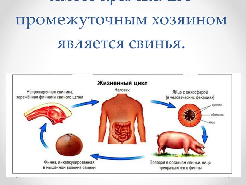 Свиной (вооруженный) цепень кроме присосок имеет крючья