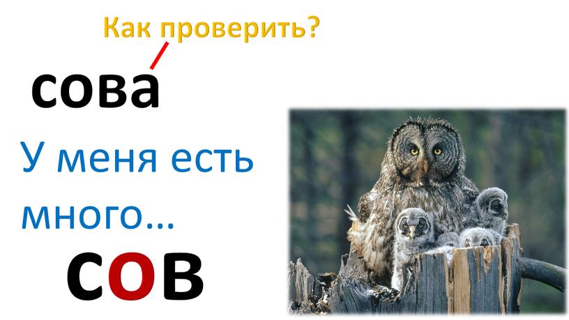 Как проверить? сова У меня есть много… сов