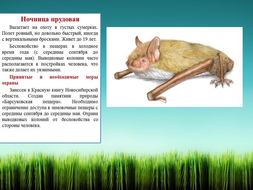 Ночница прудовая Вылетает на охоту в густых сумерках