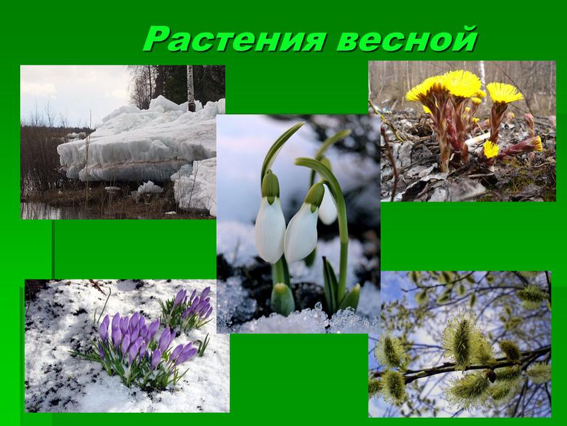 Растения весной