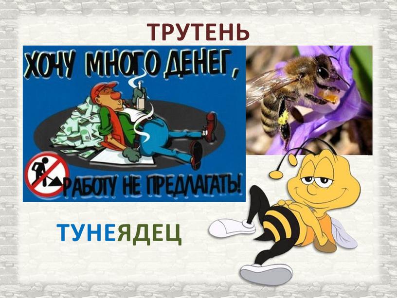 ТРУТЕНЬ ТУНЕЯДЕЦ