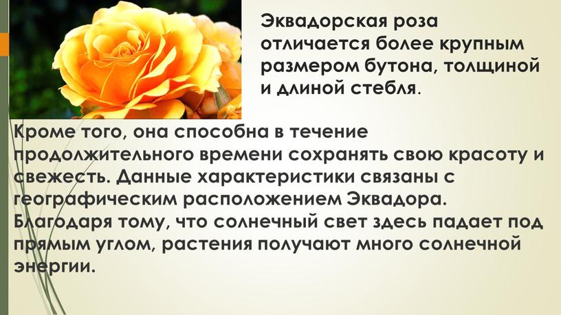 Эквадорская роза отличается более крупным размером бутона, толщиной и длиной стебля