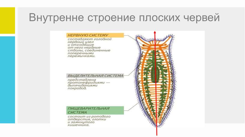 Внутренне строение плоских червей