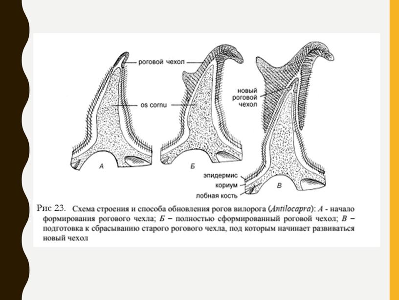 Рис 23.