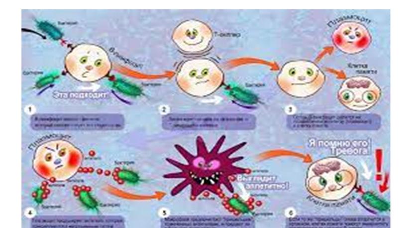 Презентация к уроку биологии в 8 классе по теме "Иммунитет"
