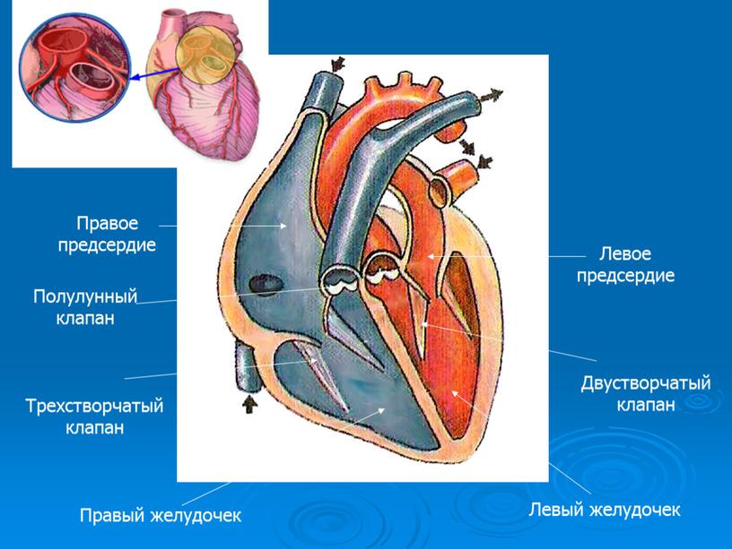 Картинка левый желудочек