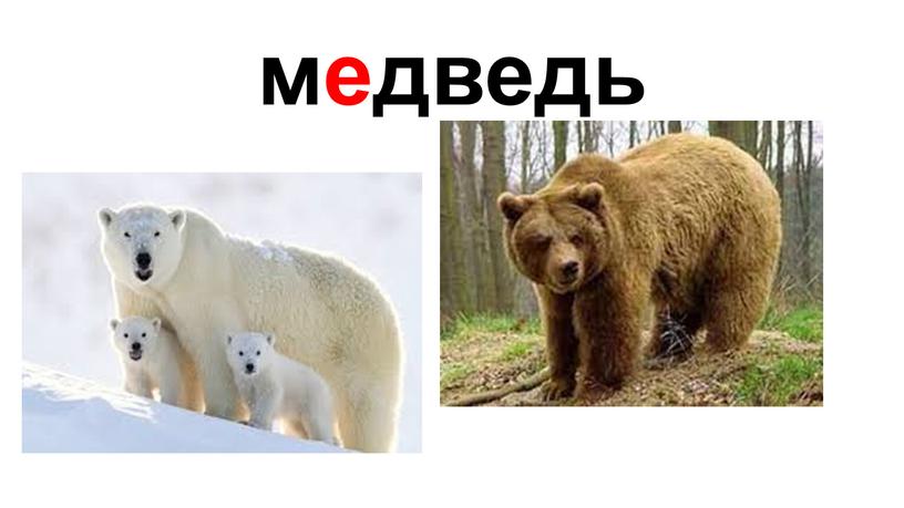 медведь