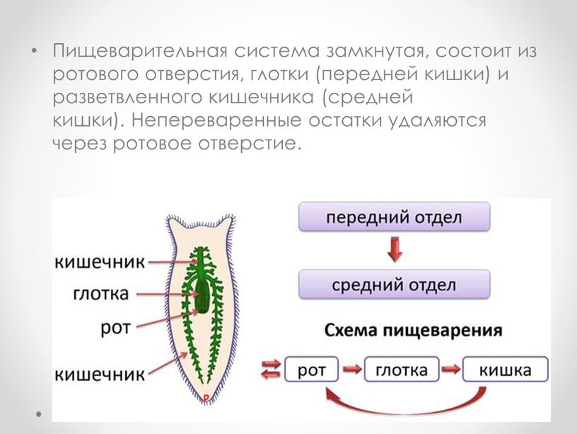 Пищеварительная система замкнутая, состоит из ротового отверстия, глотки (передней кишки) и разветвленного кишечника (средней кишки)