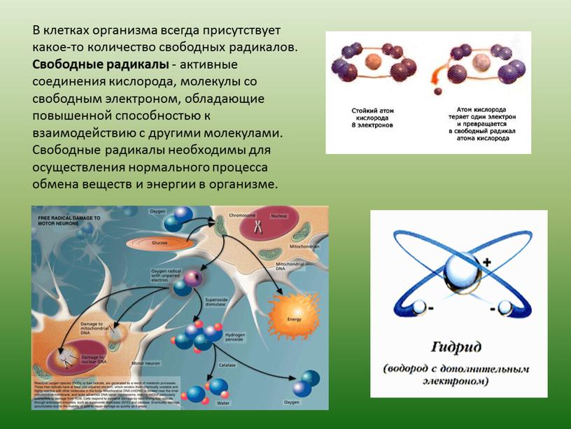 В клетках организма всегда присутствует какое-то количество свободных радикалов