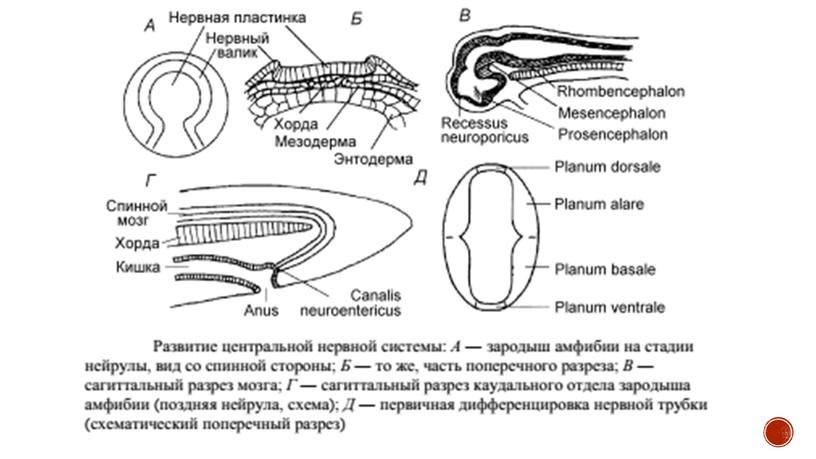 Нервная система позвоночных