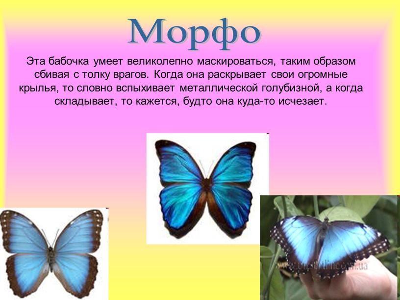 Морфо Эта бабочка умеет великолепно маскироваться, таким образом сбивая с толку врагов