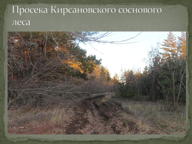 Просека Кирсановского соснового леса