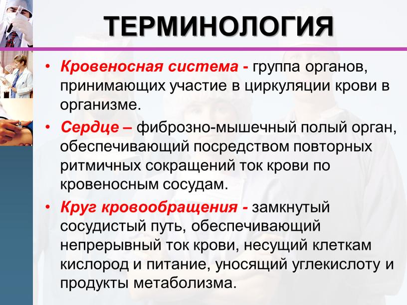 ТЕРМИНОЛОГИЯ Кровеносная система - группа органов, принимающих участие в циркуляции крови в организме