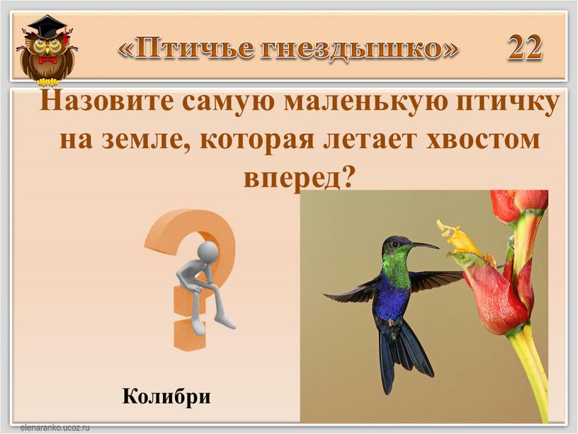 Птичье гнездышко» 22 Колибри Назовите самую маленькую птичку на земле, которая летает хвостом вперед?