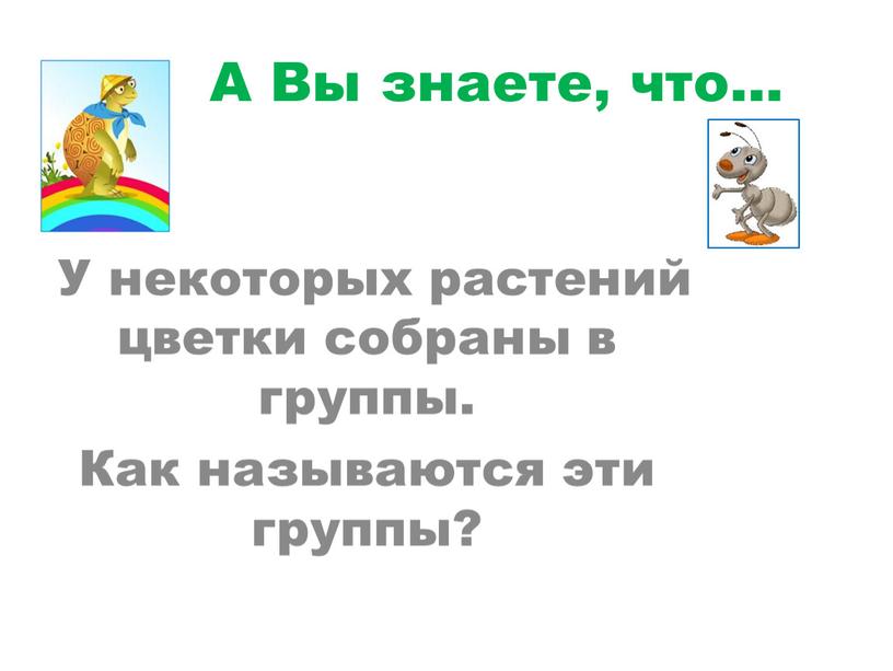 У некоторых растений цветки собраны в группы