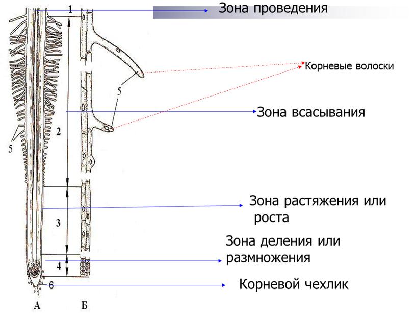 Корневой чехлик Зона деления или размножения