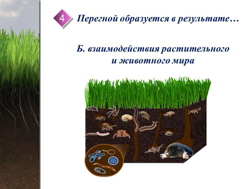 Перегной образуется в результате…