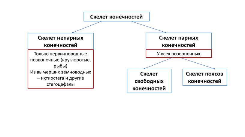 Скелет конечностей Скелет парных конечностей