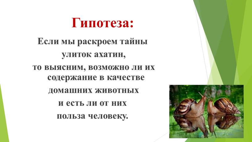 Гипотеза: Если мы раскроем тайны улиток ахатин, то выясним, возможно ли их содержание в качестве домашних животных и есть ли от них польза человеку