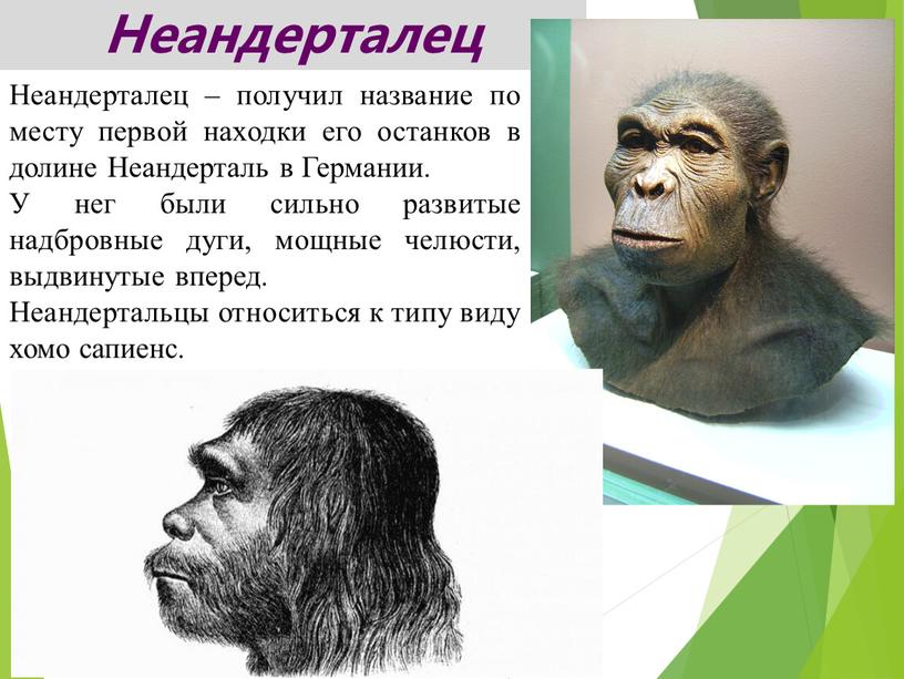 Неандерталец – получил название по месту первой находки его останков в долине