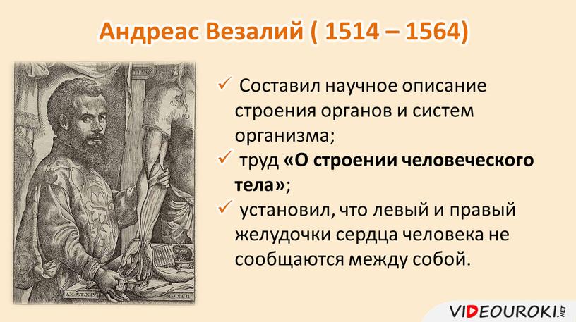 Андреас Везалий ( 1514 – 1564)