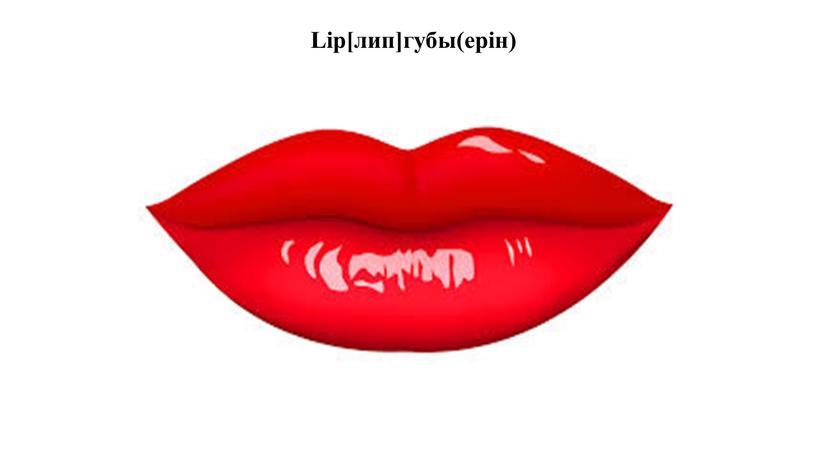 Lip[лип]губы(ерін)