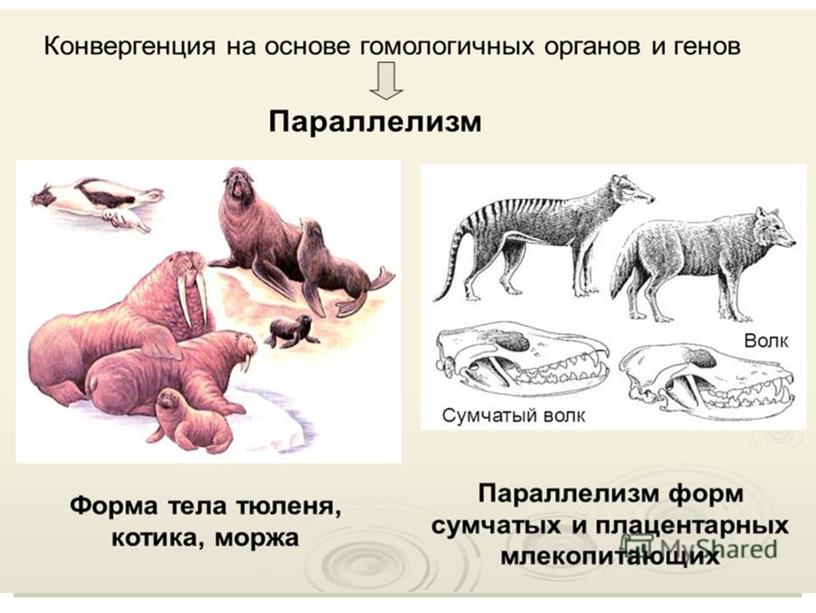 Презентация Эволюция. Подготовка к ЕГЭ