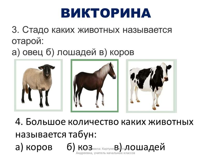 ВИКТОРИНА 3. Стадо каких животных называется отарой: а) овец б) лошадей в) коров 4
