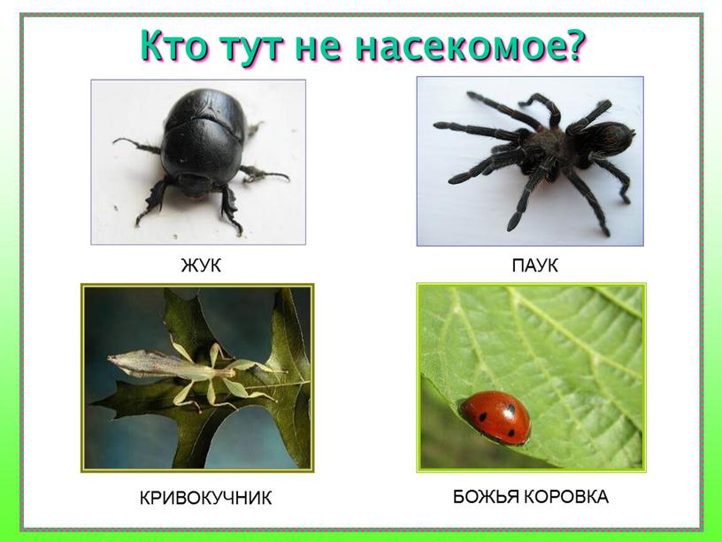 Кто тут не насекомое? ЖУК КРИВОКУЧНИК