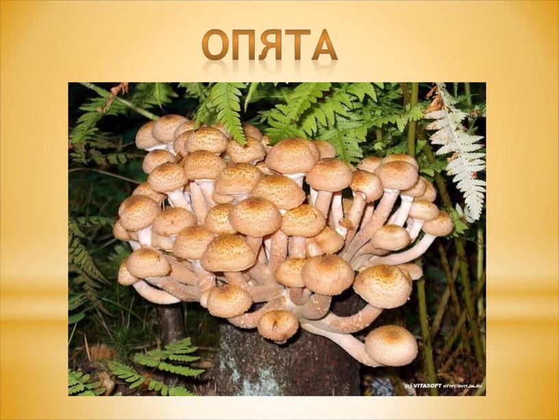 Опята