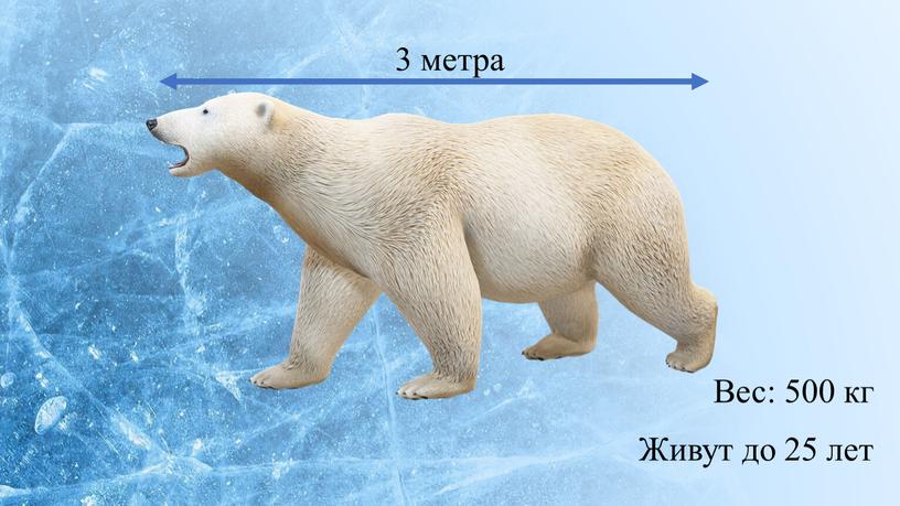 3 метра Вес: 500 кг Живут до 25 лет