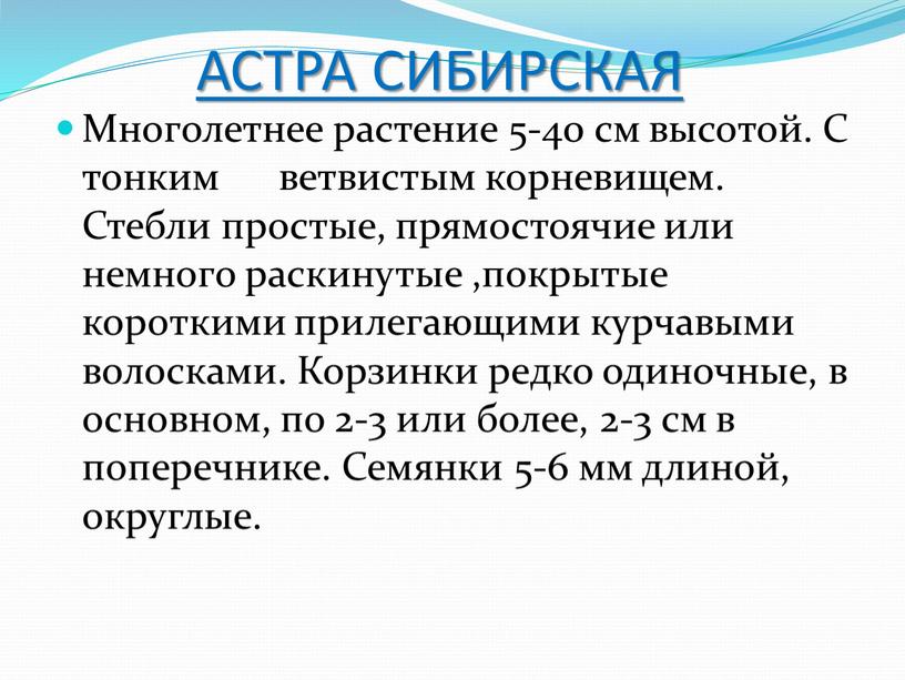 АСТРА СИБИРСКАЯ Многолетнее растение 5-40 см высотой