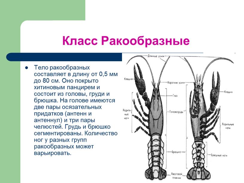 Класс Ракообразные Тело ракообразных составляет в длину от 0,5 мм до 80 см