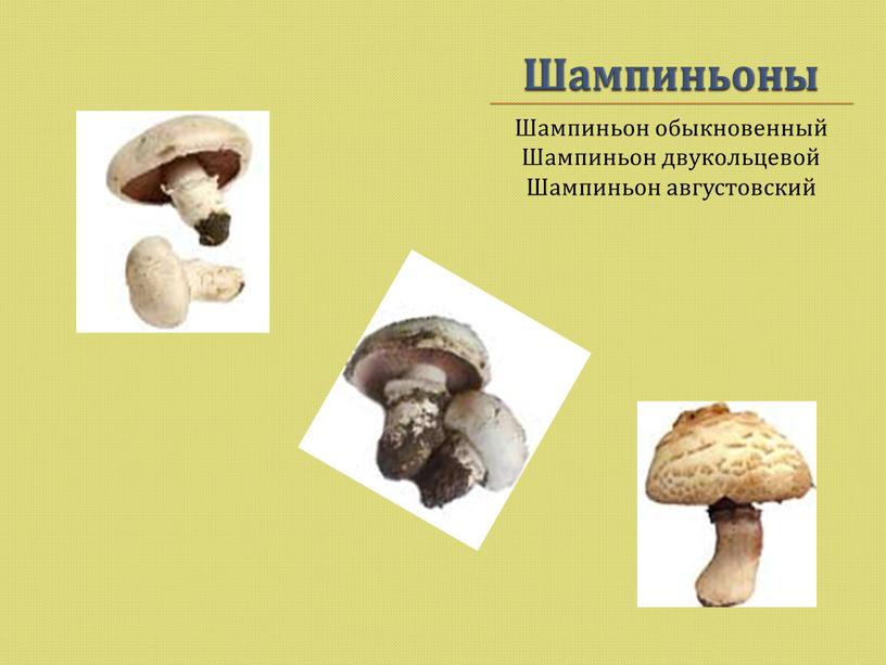 Шампиньоны Шампиньон обыкновенный