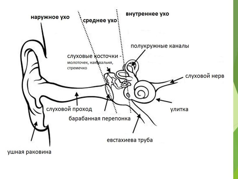 Разбор демо-версии ЕГЭ по биологии