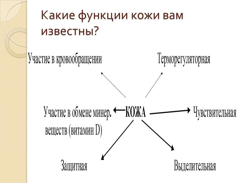 Какие функции кожи вам известны?