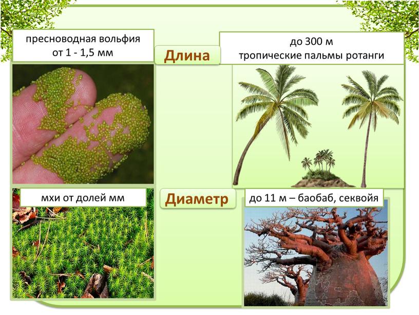 Диаметр пресноводная вольфия от 1 - 1,5 мм мхи от долей мм до 300 м тропические пальмы ротанги