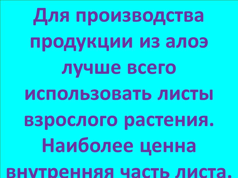 Для производства продукции из алоэ лучше всего использовать листы взрослого растения