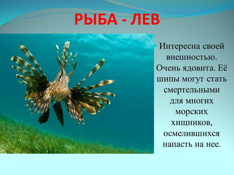 Доклад про классы рыб. Сообщение о рыбе. Рассказ о рыбе. Доклад про рыб. Морские обитатели описание.