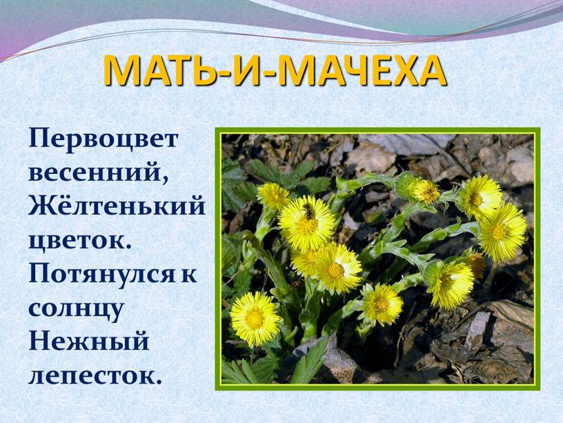 МАТЬ-И-МАЧЕХА Первоцвет весенний,