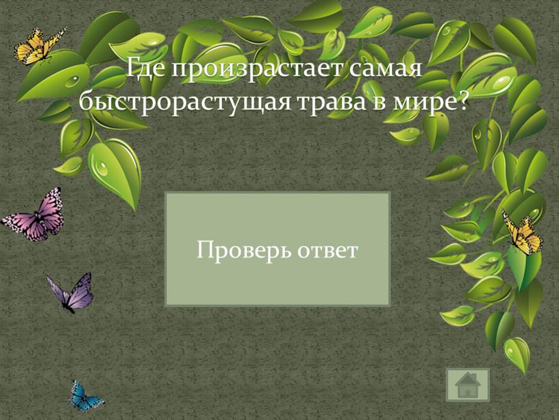 Где произрастает самая быстрорастущая трава в мире?